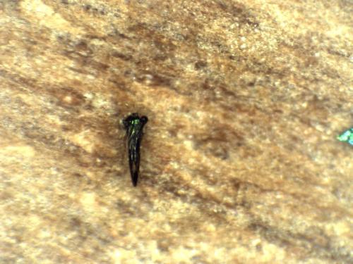 Réf. 297 087 : Chrysis corusca